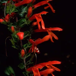 Keckiella cordifolia, SBBG