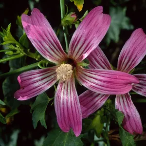 Lavatera ‘Purisma’, SBBG