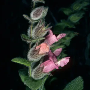 Lepechinia fragrans, SBBG Island Section