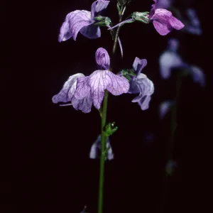 Linaria canadensis, SBBG Desert Section