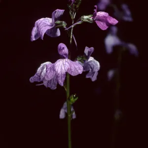 Linaria canadensis, SBBG Desert Section