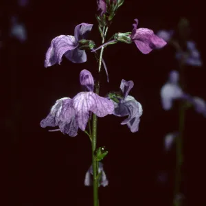 Linaria canadensis, SBBG Desert Section