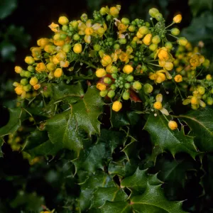Mahonia pinnata ssp. pinnata