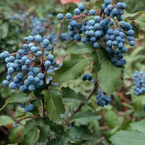 Mahonia pinnata ssp. pinnata
