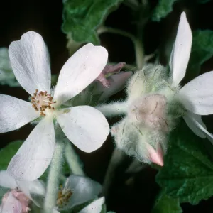 Malacothamnus clementinus, SBBG