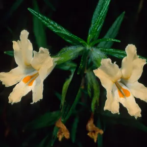 Mimulus longiflorus or aurantiacus, SBBG Arroyo