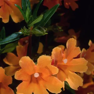 Mimulus ‘Pumpkin’, SBBG