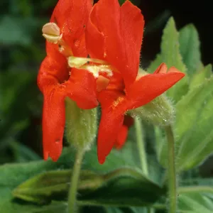 Mimulus cardinalis, SBBG Arroyo