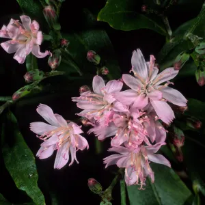 Munzothamnus blairii, SBBG