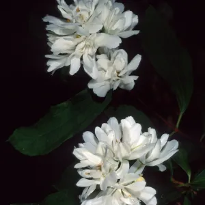 Philadelphus lewisii, SBBG
