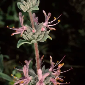Salvia leucophylla (Purple Sage), SBBG
