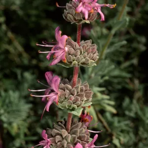 Salvia leucophylla (Purple Sage), SBBG