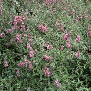 Santa Barbara Botanic Garden, Salvia leucophylla (Purple Sage)