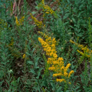 Santa Barbara Botanic Garden, Solidago californica