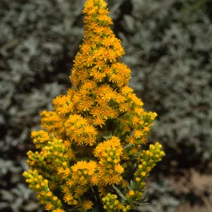 Santa Barbara Botanic Garden, Solidago