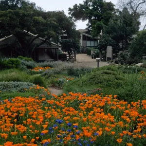 Santa Barbara Botanic Garden, meadow