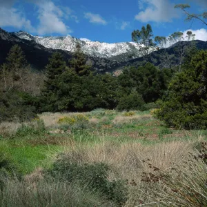 Santa Barbara Botanic Garden, snow on Santa Ynez Mountains, meadow