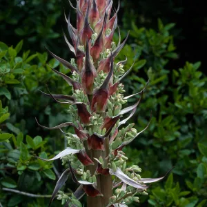 Yucca whipplei, near Broadcast Peak, Santa Barbara County