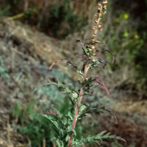Ambrosia psilostachya, Tunnel Road, Santa barbara County