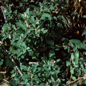 Atriplex semibaccata, Tunnel Road, Santa Barbara County