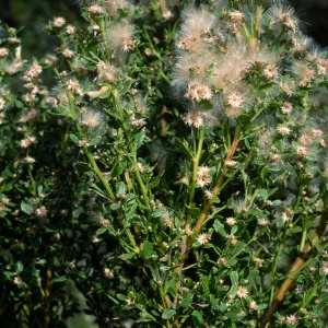Baccharis pilularis, Tunnel Road, Santa Barbara County
