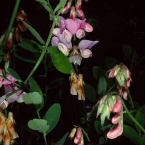 Lathyrus vestitus, Tunnel Road, Santa Barbara County