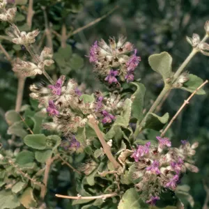 Hyptis emoryi, Borrego Palm Canyon