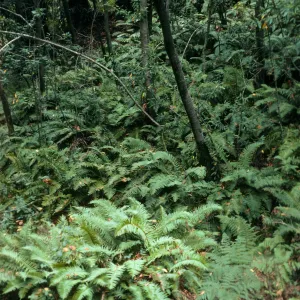 Polystichum under Umbellularia, Big Sur, Sycamore Canyon