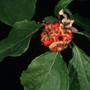 Cornus nuttallii, Giant Forest, Sequoia National Park