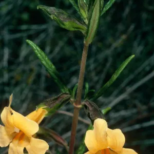 Mimulus aurantiacus, Corn Creek, Montaña de Oro