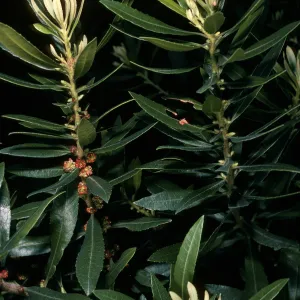 Myrica californica, Jualachichi summit, Santa Barbara County