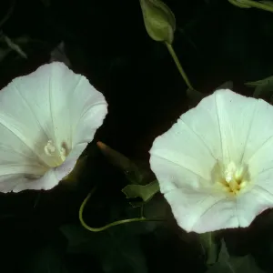 Calystegia cyclostegia, Cold Spring Canyon, Santa Barbara Couty
