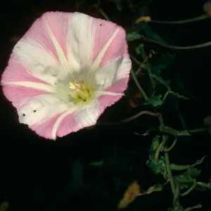 Calystegia macrostegia, Big Creek Reserve, Monterey County