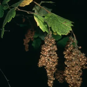 Holodiscus discolor, Big Creek Reserve, Monterey County