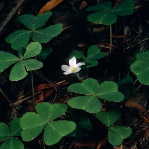 Oxalis oregana, Big Creek Reserve, Monterey County