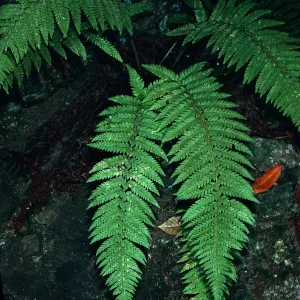 Polystichium dudleyi, Big Creek Reserve, Monterey County