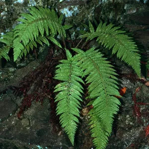 Polystichium dudleyi, Big Creek Reserve, Monterey County