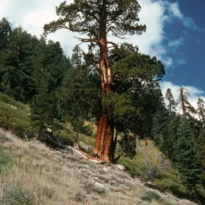 Juniperus occidentalis, Eagle Lake Trail, Mineral King, Sequoia National Park