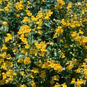 Mimulus guttatus, Gorman Hills, Hungry Valley State Park