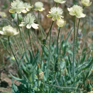Platstemon californicus, Gorman Hills, Hungry Valley State Park