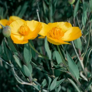 Dendromecon rigida, Cuesta, San Luis Obispo County