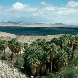 Southwest grove, Mountain Palm Canyon, Anza Borrego