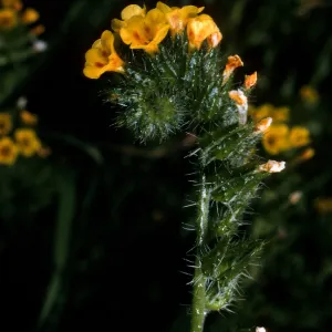 Amsinckia intermedia, Landing Cove, Anacapa Island