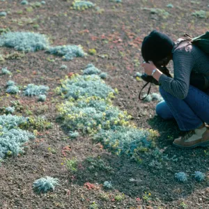 Santa Barbara Island, Astragalus traskiae, Arch Point Trail