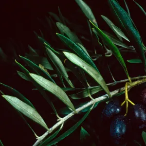 Mission Canyon Road, Olea