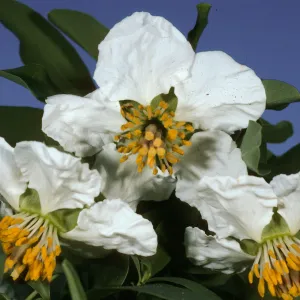 Crossosoma californicum, Wrigley Garden, Avalon, Santa Catalina Island