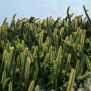 Bergerocactus, Todos Santos Island, South Island, West side