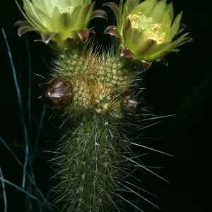 Bergerocactus, South Todos Santos Island