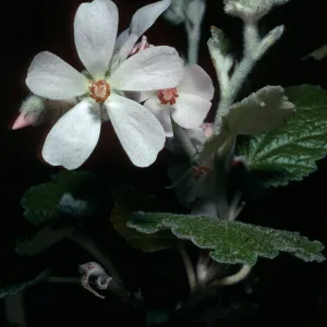 Malacothamnus clementinus