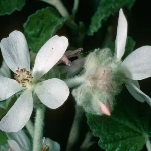 Malacothamnus clementinus